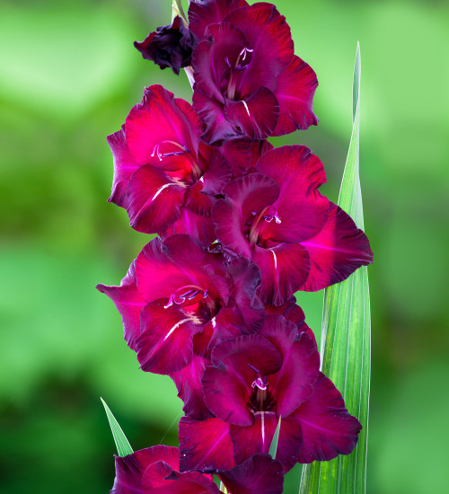 Gladiolus 'Belle de Nuit'