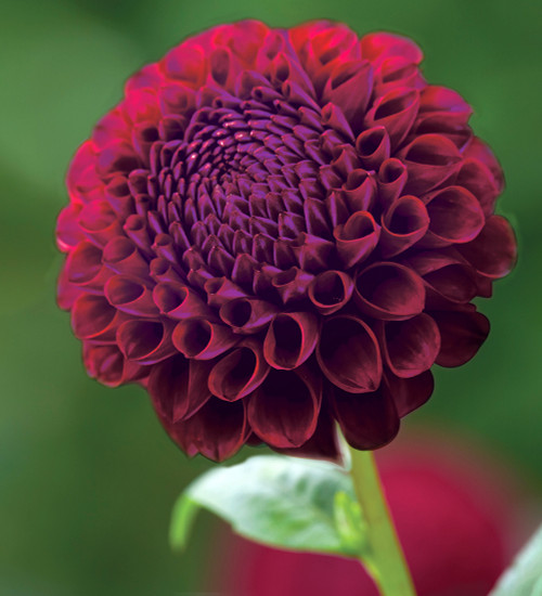 Dahlia 'Downham Royal' 