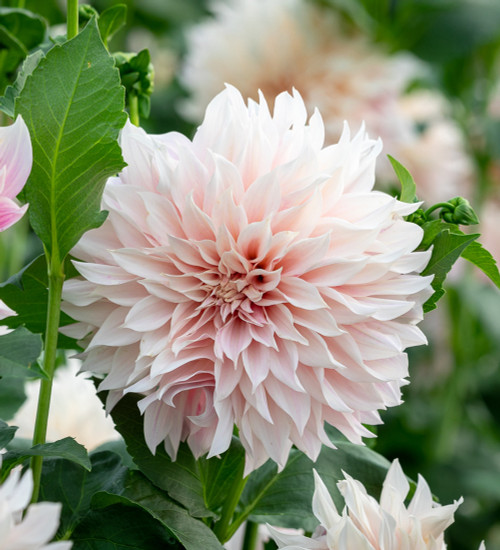 Dahlia 'Café au Lait'