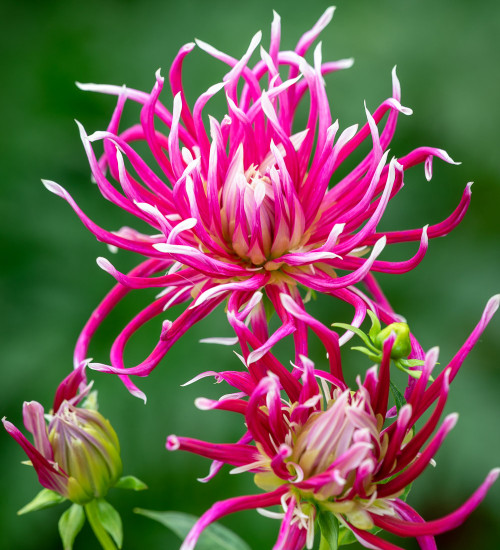 Dahlia 'Hollyhill Spiderwoman'