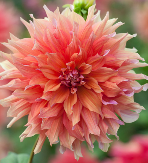 Dahlia 'Belle of Barmera'