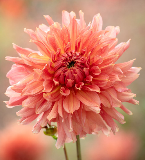 Dahlia 'Fairway Spur'