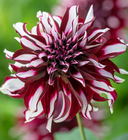 Dahlia 'Tartan'