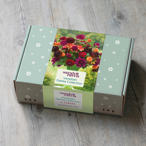 Venetian Dahlia Collection in a Gift Box (8 tubers)