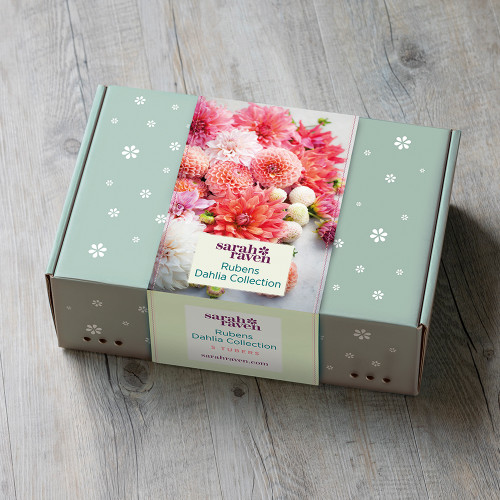 Rubens Dahlia Collection in a Gift Box (5 tubers)