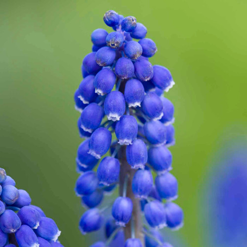 Muscari armeniacum