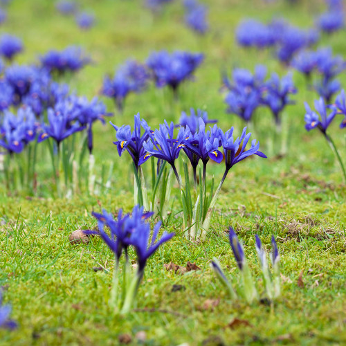 Iris 'Harmony' (Reticulata)