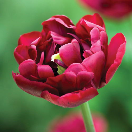 Tulip 'Antraciet'