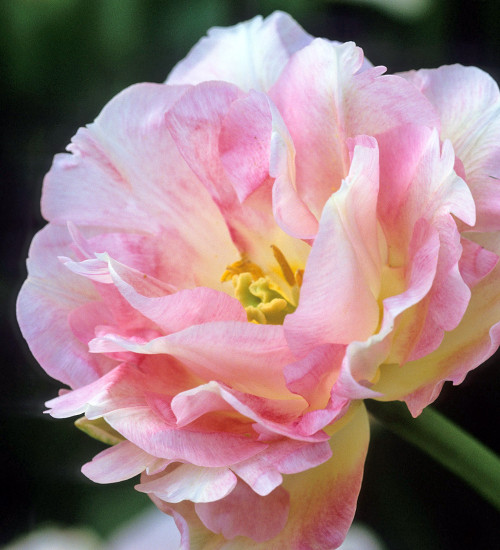 Tulip 'Angelique'