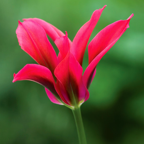 Tulip 'Doll's Minuet'