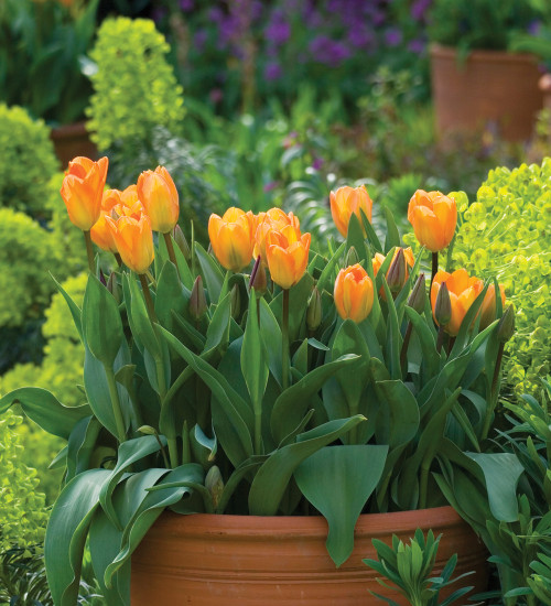 Tulip 'Orange Emperor'