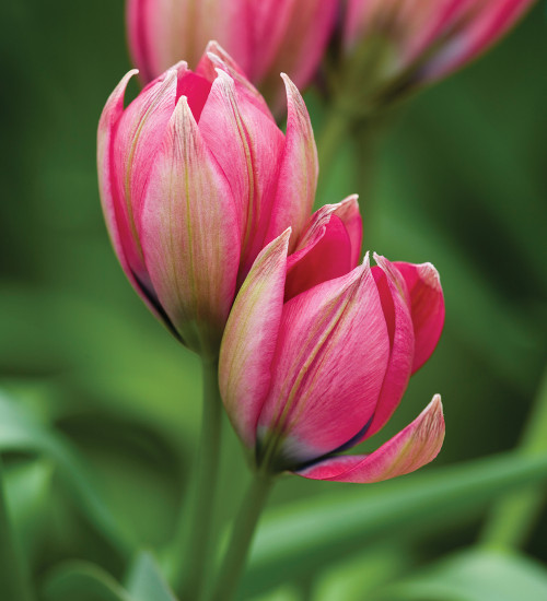 Tulip hageri 'Little Beauty'