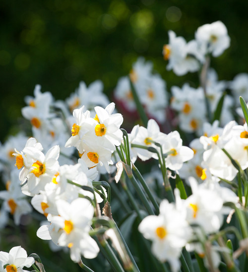 Narcissus 'Geranium'