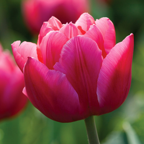 Tulip 'Chato'