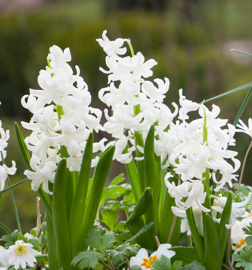 Classic Hyacinth Collection Sarah Raven