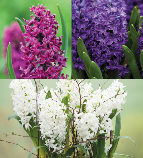 Classic Hyacinth Collection
