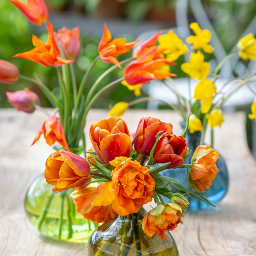 Scented Tulip Collection