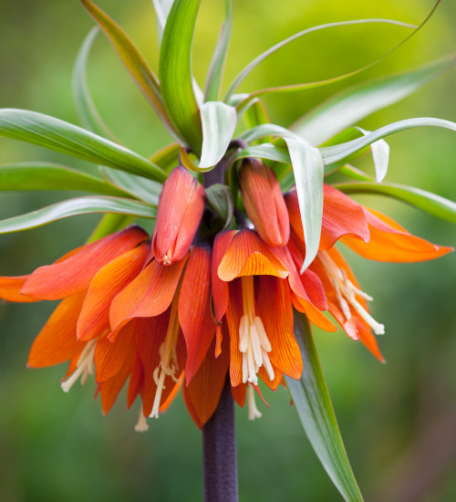 Fritillaria imperialis 'Orange Beauty'