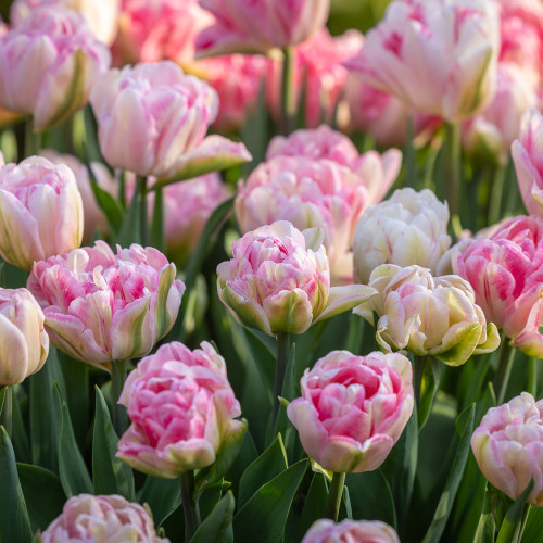 tulip様 ミンクファー ✳️350個 tulip様 ミンクファー ✳️350個