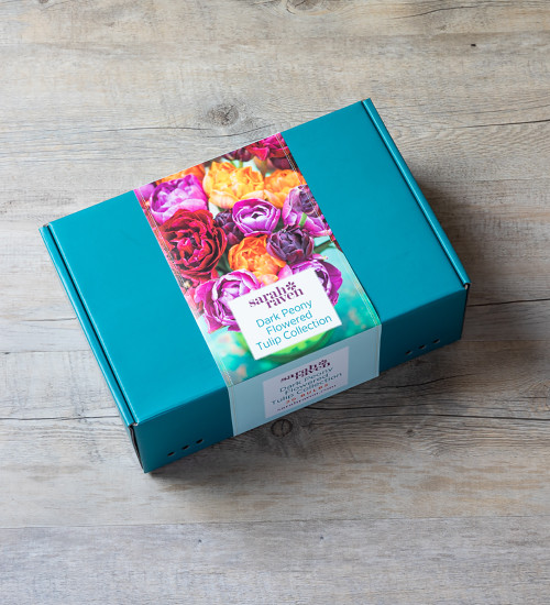 Dark Peony Flowered Tulip Collection in a Gift Box (20 bulbs)