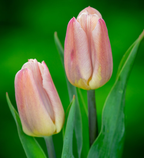 Buy Tulip 'Apricot Copex' | Triumph Tulip Bulbs | Sarah Raven