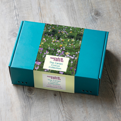 The Carien Crocus Collection in a Gift Box (150 corms)