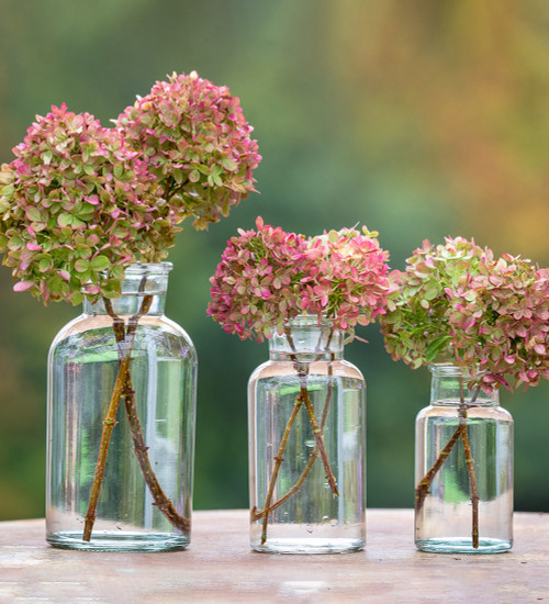 Botanical Jar Vases