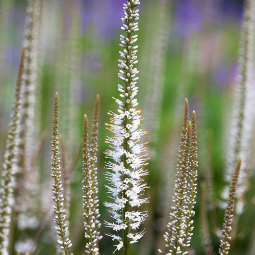 Veronicastrum virginicum 'Album' Veronicastrum virginicum 'Album'