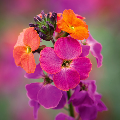 Erysimum 'Winter Orchid' Erysimum 'Winter Orchid'
