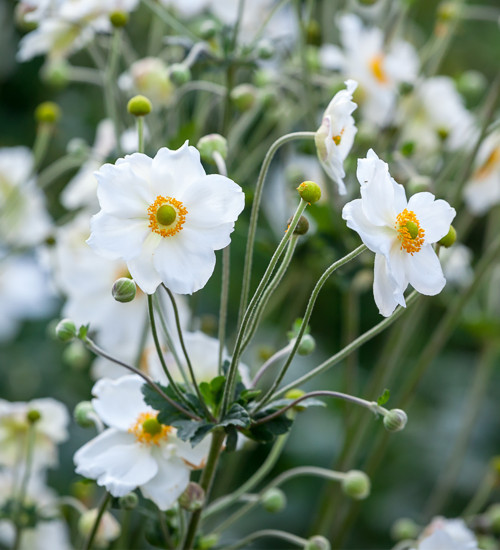 Anemone x hybrida 'Honorine Jobert'