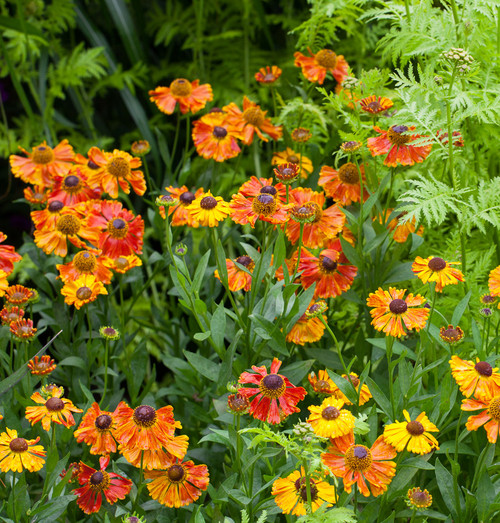 Helenium 'Sahin's Early Flowerer'