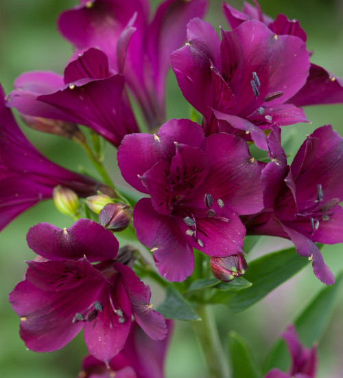 Alstroemeria 'Cardinal Purple'