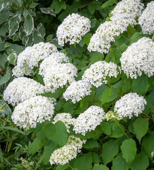 Hydrangea arborescens 'Annabelle'