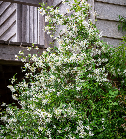 Trachelospermum jasminoides