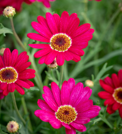 Buy Argyranthemum frutescens 'Grandaisy Deep Red' | Marguerite