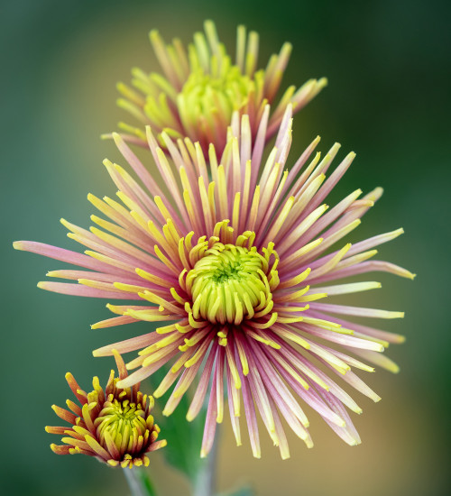 Chrysanthemum 'Tula Improved'