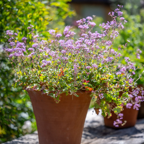 Pelargonium 'Deerwood Lavender Lass' (Scented)