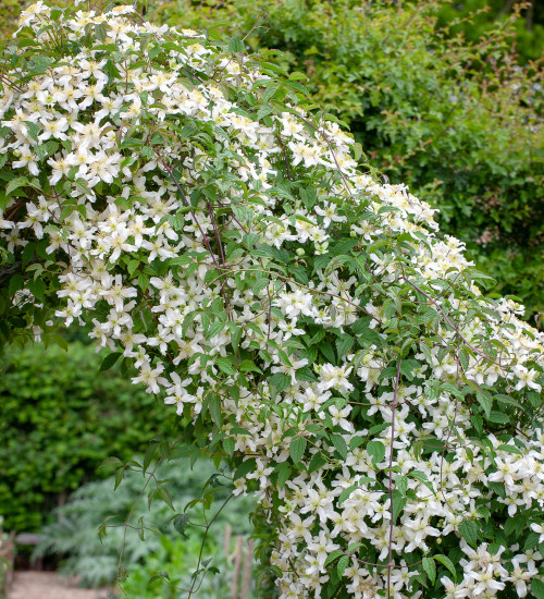 Clematis montana var. wilsonii