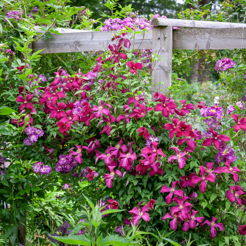 Clematis 'Madame Julia Correvon'