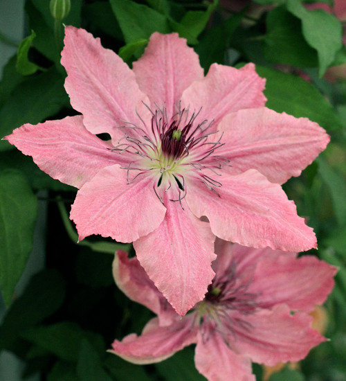 Clematis 'Sarah Elizabeth'