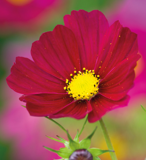 Cosmos bipinnatus 'Dazzler'