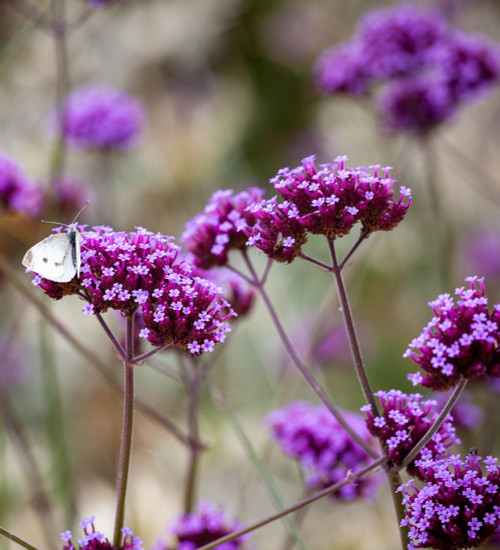 Verbena bonariensis