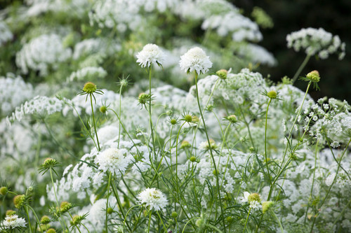 White Scabious and Ammi majus Mix