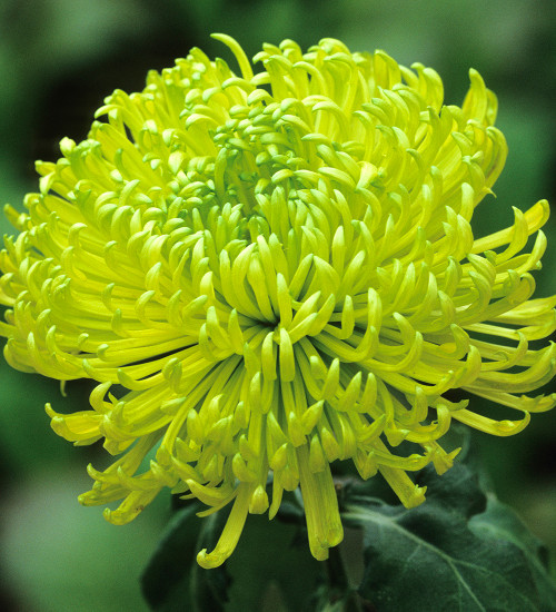 Chrysanthemum 'Anastasia Dark Green'