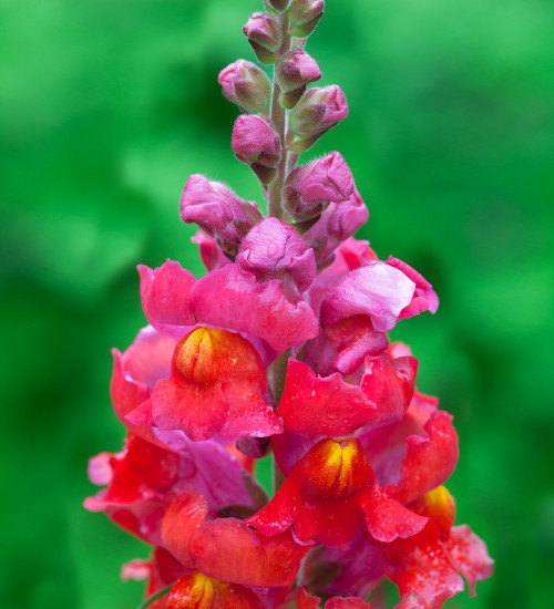 Antirrhinum majus 'Sonnet Orange Scarlet' F1