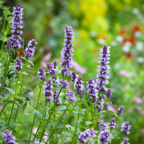 Agastache 'Blue Fortune'