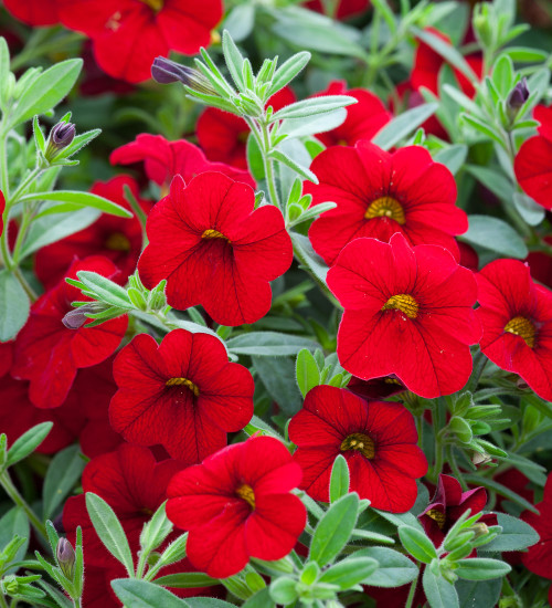 Calibrachoa 'Cabaret Double Red'