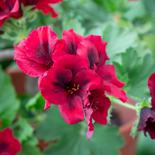 Pelargonium 'Dark Venus' (Regal)