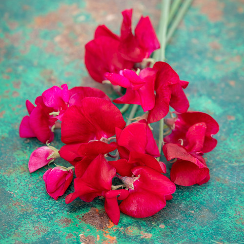 Sweet Pea 'Scarlett'