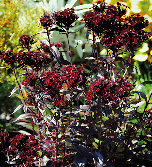 Dianthus Barbatus'Monksilver Black'